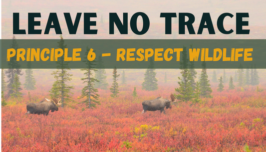 Leave No Trace: Principle 6 - Respect Wildlife