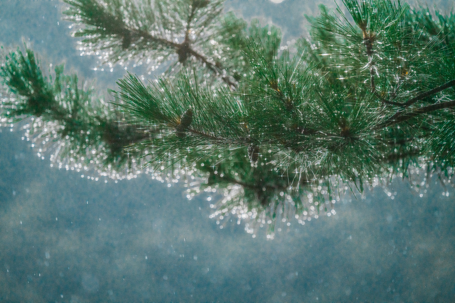 Image of pine branch with dew drops. Terrain UL mission text across image.  Educating, empowering and supporting our local and outdoor communities to ensure the outdoors are kept wild for everyone.